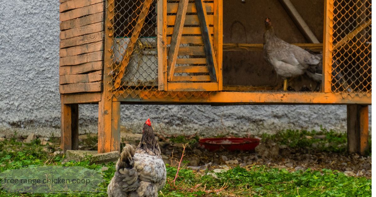 Rooster and hens gathered near a wooden platform in front of a free range chicken coop at dusk