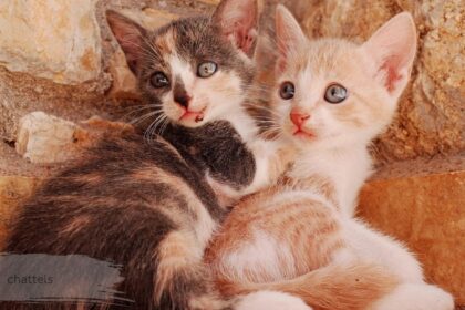 Two calico kittens sitting together, representing the keyword chattels.