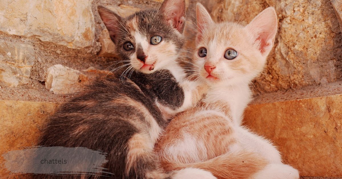Two calico kittens sitting together, representing the keyword chattels.