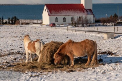 calgary farmyard Snow-covered farmyard with a red barn, black-and-white dog, and mountains in the background at dusk