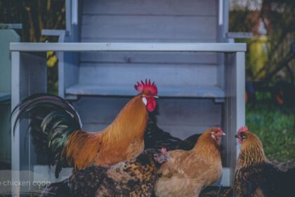 Chickens standing in a grassy yard beside a raised wooden free range chicken coop with wire mesh.
