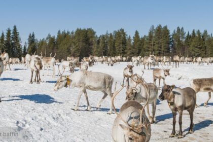 iqaluit baffin reindeer herd grazing on snow covered Arctic tundra